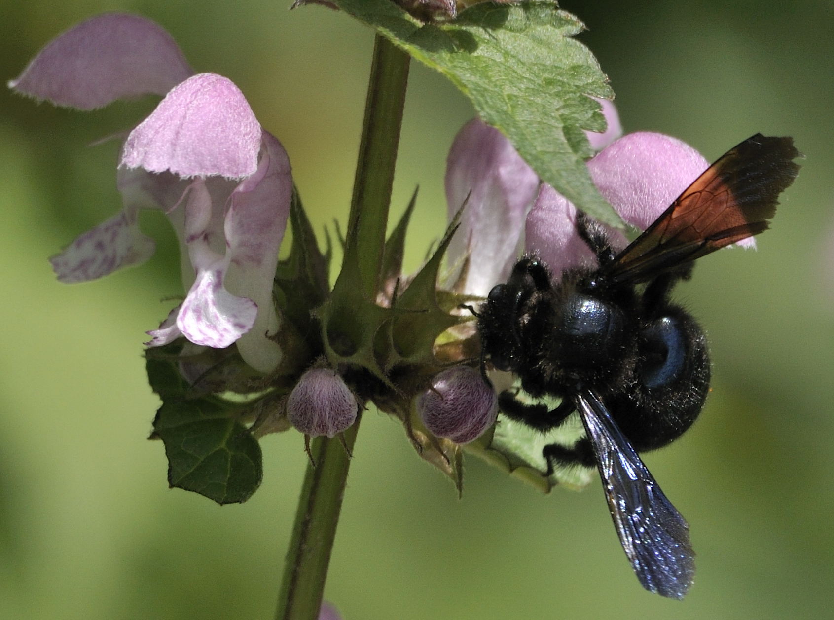 E'' un calabrone? No. Xylocopa e Bombus